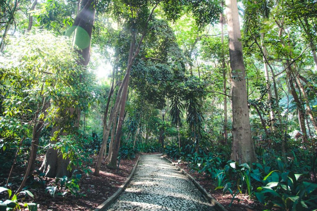 Jungle